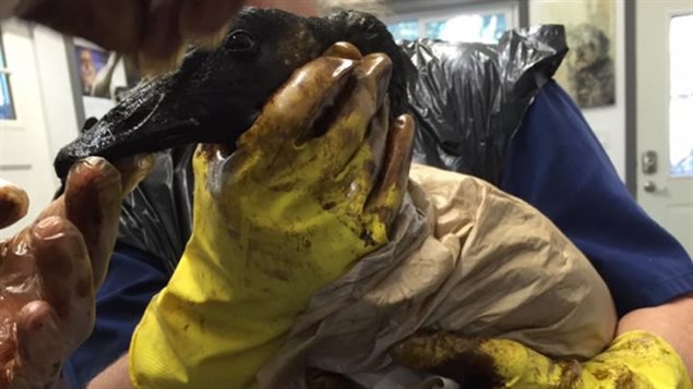救援人员在清洗被石油浸透的无助鸟儿