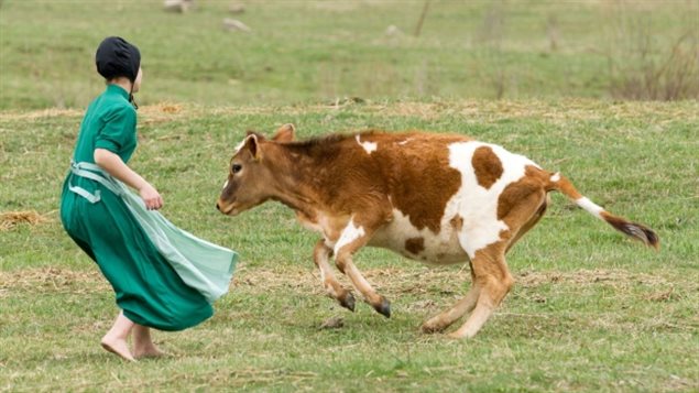 赤脚在草地上奔跑与牛嬉戏的阿米什女孩