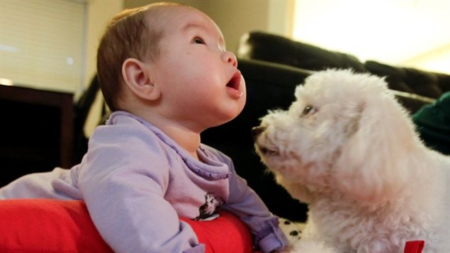 从婴儿开始就接触动物尘土等过敏源能避免哮喘病