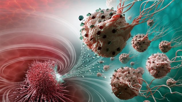 游向肿瘤的MC-1(T)趋磁球菌。
