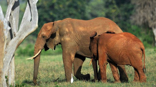 为了保护野生大象，纽约自2014年起就实施严厉法案，禁止销售象牙。