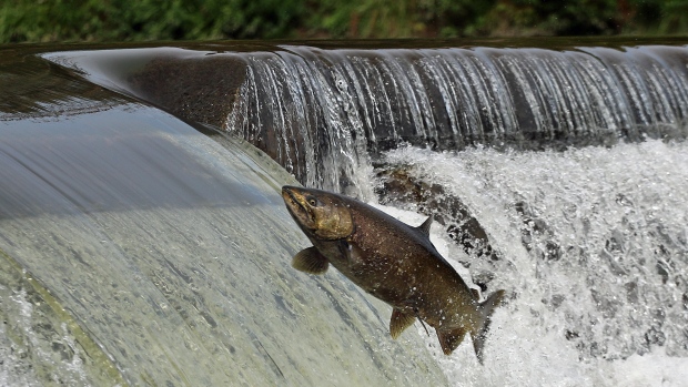 These salmon going upstream have natal homing, which means they instinctively return to the place where they were born to breed.