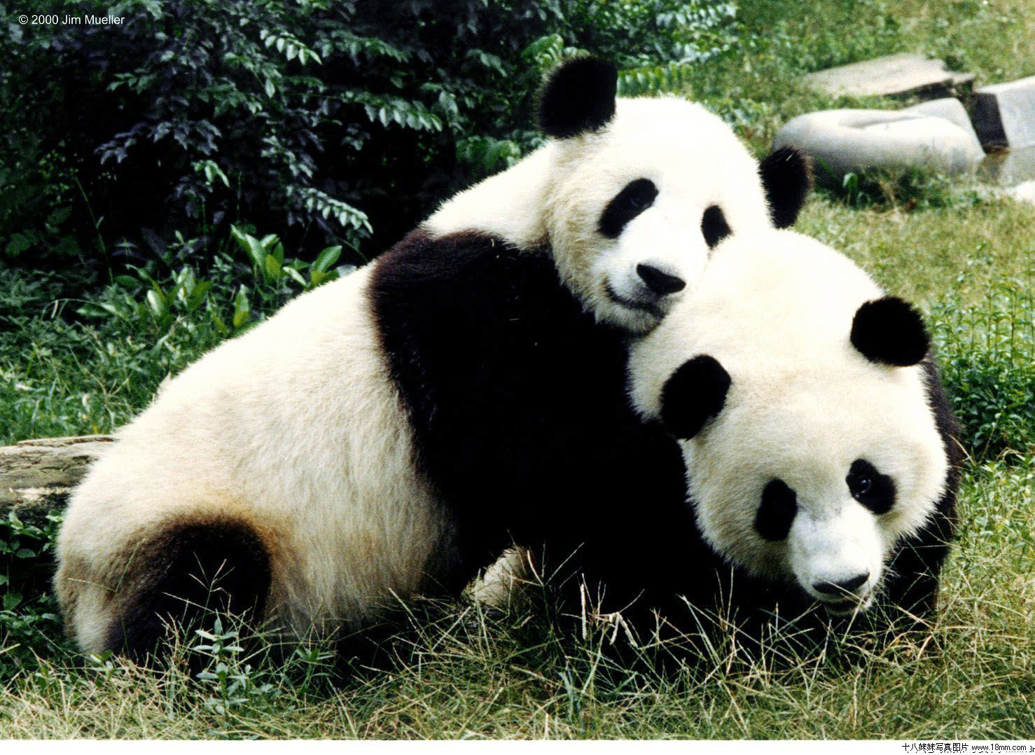 Image result for 熊猫