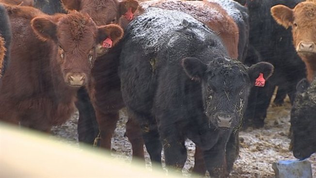 加拿大西部因排查牛結核病隔離的牧場已超過40個。（CBC）