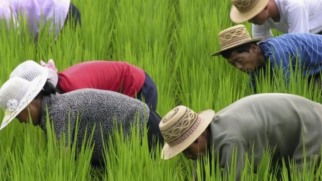 In this handout photo released by World Food Programs (WFP), North Korean cooperative farm workers weed a rice paddy in Unpha County on July 19, 2005