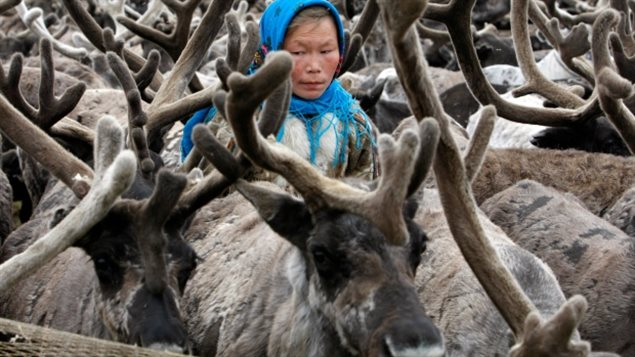 去年西伯利亚一男孩感染驯鹿尸体的炭疽病而死亡