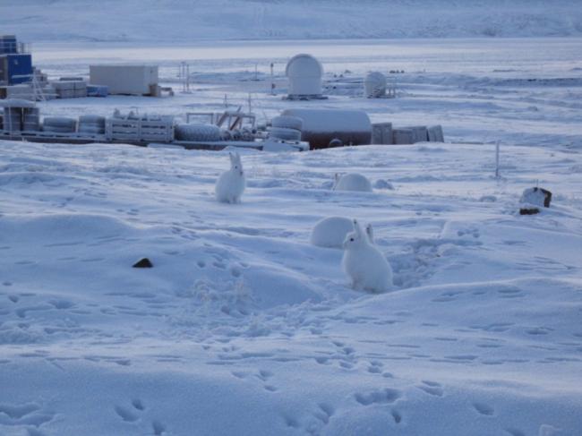 photo2-arctic-hares.jpg