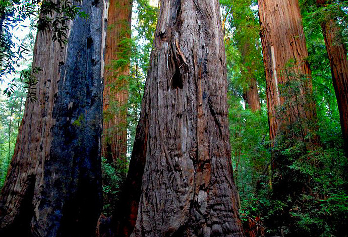 全球最壮观的美国千年红杉树