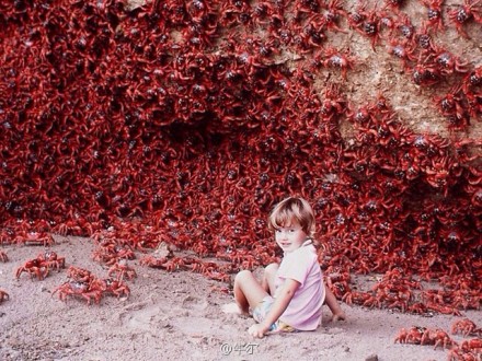 “澳洲圣诞岛红蟹”的图片搜索结果