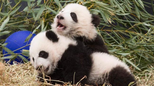 toronto-zoo-pandas-20160307.jpg
