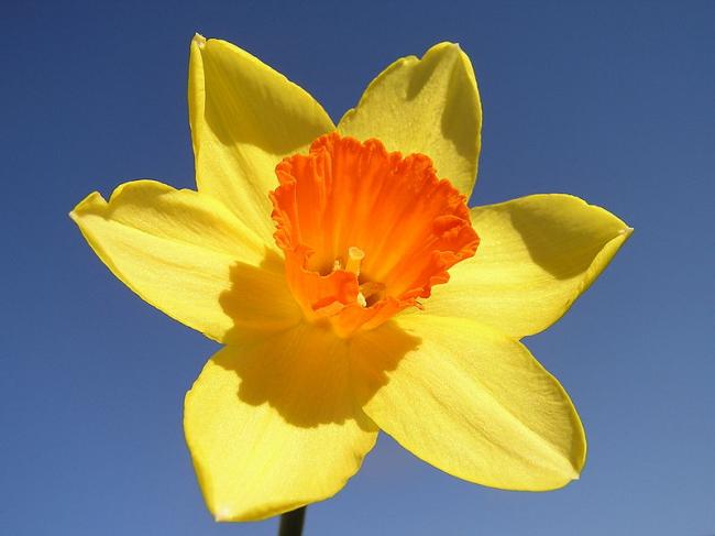 daffodil2-1.jpg