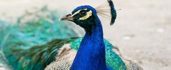 feral-peacocks-are-attacking-luxury-cars-in-canada-causing-serious-damage-126120-7.jpg