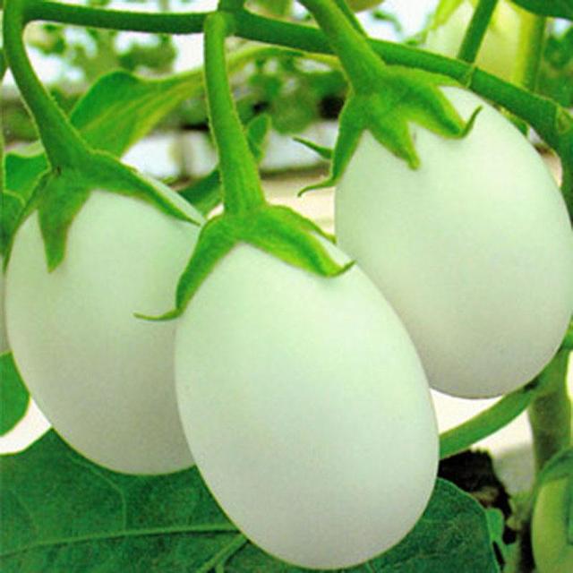阳台种“鸡蛋”，长得白净可爱，营养价值高，全家都爱吃！