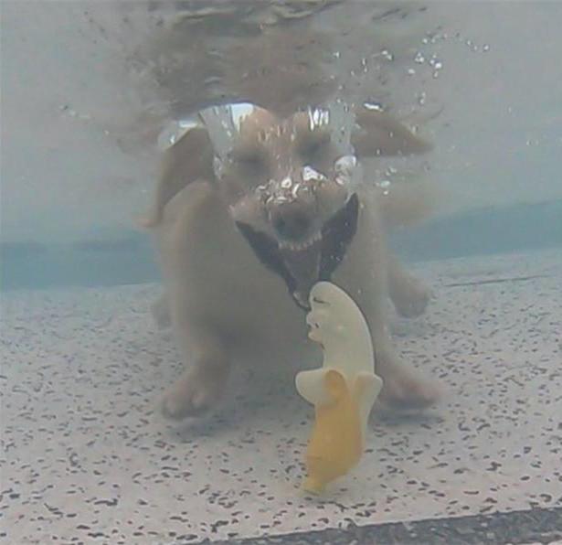 狗狗练习潜水，女子在水底装了摄像头，画面传来后一时无语了