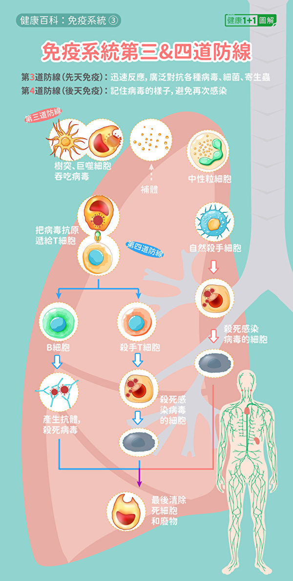 人体的先天免疫系统和后天免疫系统的重要抗病毒机制。包括T细胞杀死感染细胞、B细胞产生抗体。（健康1 1／大纪元）