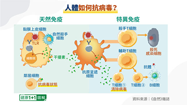人体的免疫系统分工合作对抗病毒。（健康1 1／大纪元）