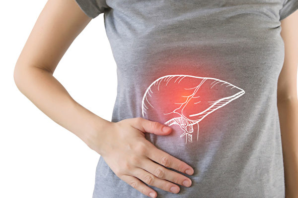 肝脏是人体的解毒器官。(Shutterstock)