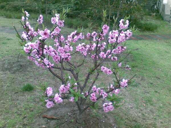 后院一棵悲情的桃树 随着四季悲欢离合